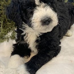 Assorted Doodle Crosses, Bernedoodles, Dachshunds, Goldendoodles, and Havanese from Kim's Cove Dog Co.