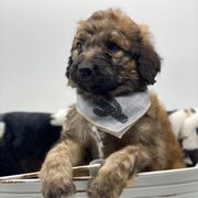 Bernedoodle and Bordoodle Puppies from Divine Doodles