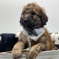 Bernedoodle and Bordoodle Puppies from Divine Doodles