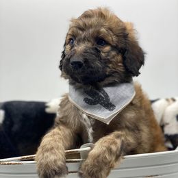 Bernedoodle and Bordoodle Puppies from Divine Doodles
