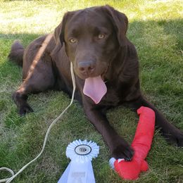 Jamie - Labrador Retriever