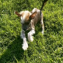 Slate hairless - Slate male Chinese Crested puppy in Rockvale, Tennessee from Cosmic Chinese Cresteds & Wind-Echo Poodles