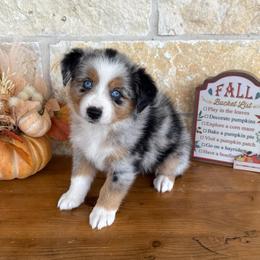 Whitney - Blue merle female Miniature Australian Shepherd puppy in Midway, Texas from L Bar W Aussie Ranch