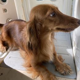 Tootsi - Red female Dachshund puppy in Argos, Indiana from TKO Doxies