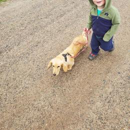 Lizzie - Dachshund