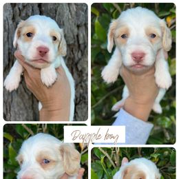 Patches - Dapple male Dachshund puppy in Georgia from Hamsley Doxies and More