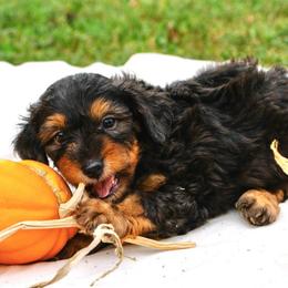 Sofie's Orange Boy - Sweet, Confident, Explorer - Red phantom male Aussiedoodle puppy in Burkesville, Kentucky from Bline’s Awesome Aussies, Aussiedoodles & Doxies at the Bline Family Farm