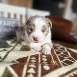 Dwight - Red merle male Miniature Australian Shepherd puppy in Bethany, Illinois from Rachel at Marrowbone Creek Aussies