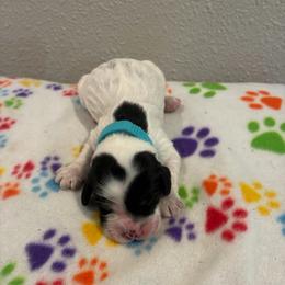 Specks - Black and white male Cockapoo puppy in Brookings, South Dakota from Hofer Pups