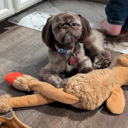Shih Tzu Puppies from Rollins Farms Shih Tzus