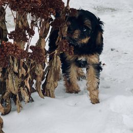 Cavapoo Puppies from Panda Puppies