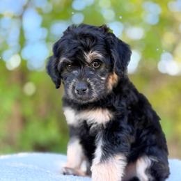 Lyla - Black female Goldendoodle puppy in Highland, Utah from Angel Pups Deluxe