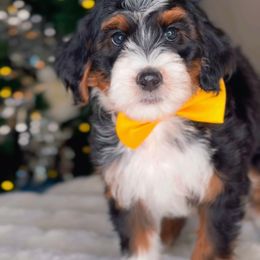 Gunner - Tri-color male Bernedoodle puppy in West Jordan, Utah from Doodles Friend