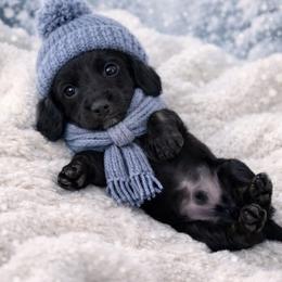 Coal - Black and cream male Dachshund puppy in Alexander, North Dakota from Wild Rose Ridge Doxies