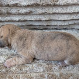 Tamera - Brindle female Dachshund puppy in Barnard, Missouri from KB Doxies