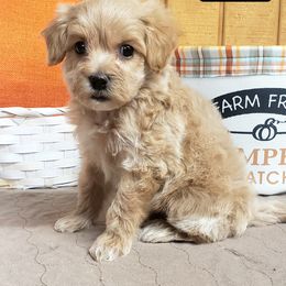 Reggie - Apricot Maltipoo puppy in Mabelvale, Arkansas from Durham's Designer Poos