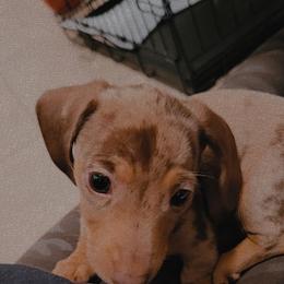 Dachshund Puppies from SouthernMama Doxies