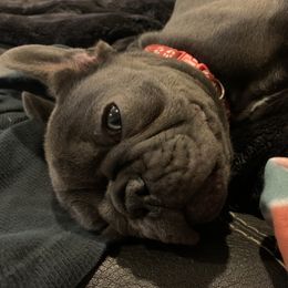 Little miss red - French Bulldog puppy in Dallas, Texas from Stidham Family Kennels