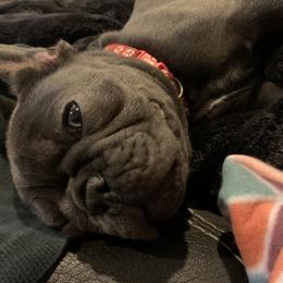 Little miss red - French Bulldog puppy in Dallas, Texas from Stidham Family Kennels