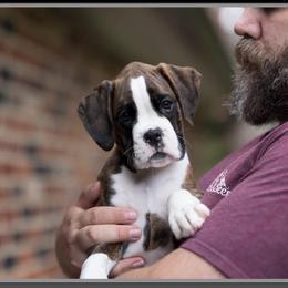 Brownie - Brindle male Boxer puppy in Catlett, Virginia from Honey and Coal Kennels