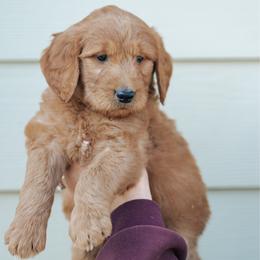 Red collar boy - Gaston - Red  male Goldendoodle puppy in Duncan, South Carolina from Abner Creek Poodles & Doodles