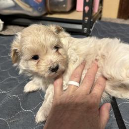 Snow White (purple ) - Cream female Pomeranian puppy in Decatur, Iowa from Lisa Greenhalgh
