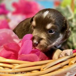 Petal - Red tri male Miniature Australian Shepherd puppy in Nashville, Tennessee from Little B’s Aussies