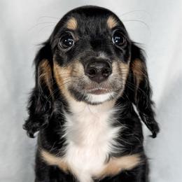 Brachiosaurus - Black and cream female Dachshund puppy in Winamac, Indiana from WZ Kennels