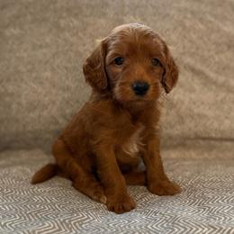 Arlo - Red  male Goldendoodle puppy in Fayetteville, Arkansas from Mountain Grove Doodles