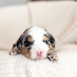 Cash - Merle male Bernedoodle puppy in Narvon, Pennsylvania from CBKB Bernedoodle’s