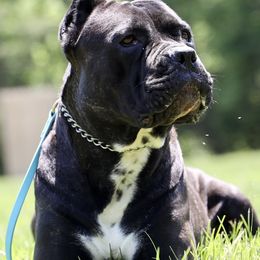 Cane Corso from Off The Chain