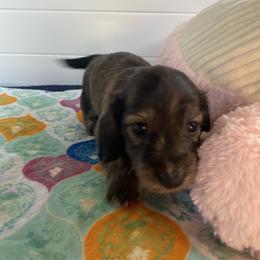 Brindle girl 2 - Brindle female Dachshund puppy in Wolf Lake, Indiana from Canisteo Dachshunds