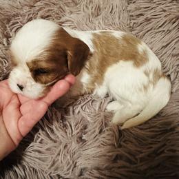 Lizzy - Cavalier King Charles Spaniel puppy from Solheimar