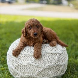 Turciose collar - Red  male Goldendoodle puppy in Spokane, Washington from Dream Doodles in Spokane WA