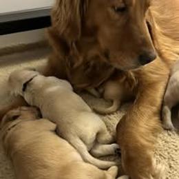 First Pick Female - Golden female Golden Retriever puppy in Big Lake, Alaska from Birchwood Goldens