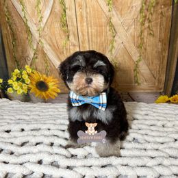 Keith - Liver male Miniature Schnauzer puppy in Macks Creek, Missouri from Fluffy Buttz