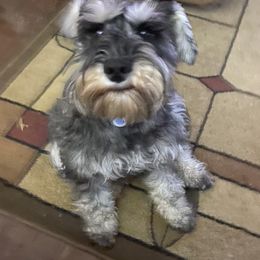 Gizmo - Miniature Schnauzer