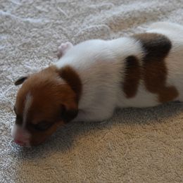 Girl 1 - Rat Terrier puppy in White City, Oregon from Walkabout Australian Kelpies and Rat Terriers