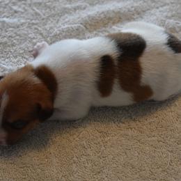 Girl 1 - Rat Terrier puppy in White City, Oregon from Walkabout Australian Kelpies and Rat Terriers