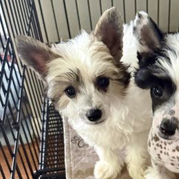 Chinese Cresteds and Miniature American Shepherds from Carousel Kennel
