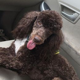 Maggie Mae - Poodle