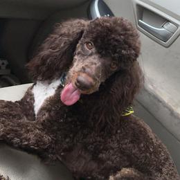Maggie Mae - Poodle