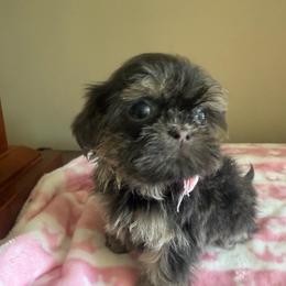 Dolly Blue - Blue female Shih Tzu puppy in Burlington, North Carolina from Nancy’s Lil’Shih Tzus
