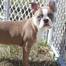 Boston Terriers from Brittney’s Tennessee Terriers