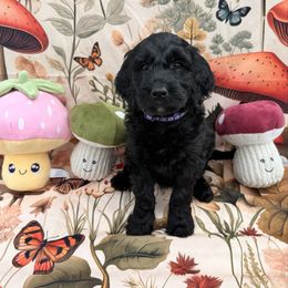Pearl - Black female Goldendoodle puppy in Katy, Texas from Tails of Cypress