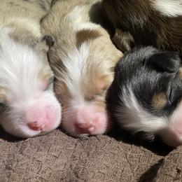 Miniature Australian Shepherd and Toy Australian Shepherd Puppies from Natural Life Ranch
