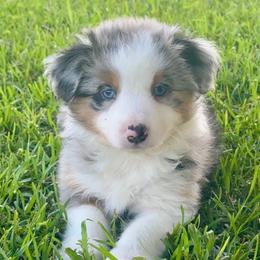 Buzz - Blue merle male Miniature American Shepherd puppy in Covington County, Alabama from Sweetbay Aussies/ Miniature American Shepherds