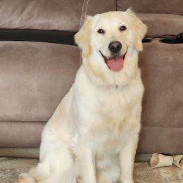 Mabel - Golden Retriever