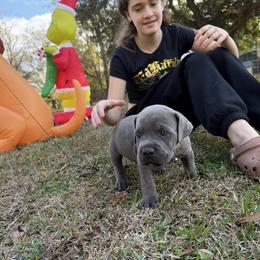 Tan - Gray brindle male Cane Corso puppy in Opelousas, Louisiana from Azelees Cane Corso