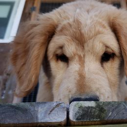 Golden Retriever Puppies from KM Golden Retrievers